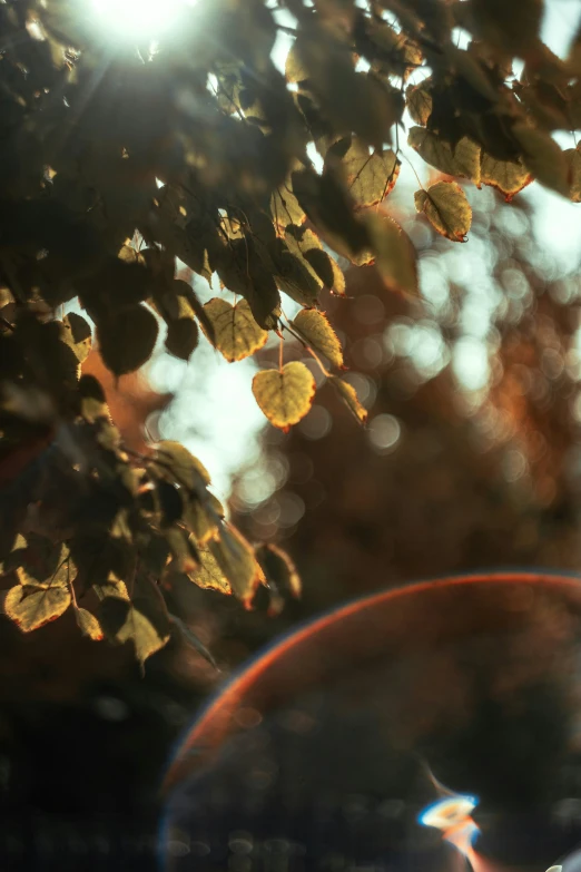 the sun is shining in a tree with leaves