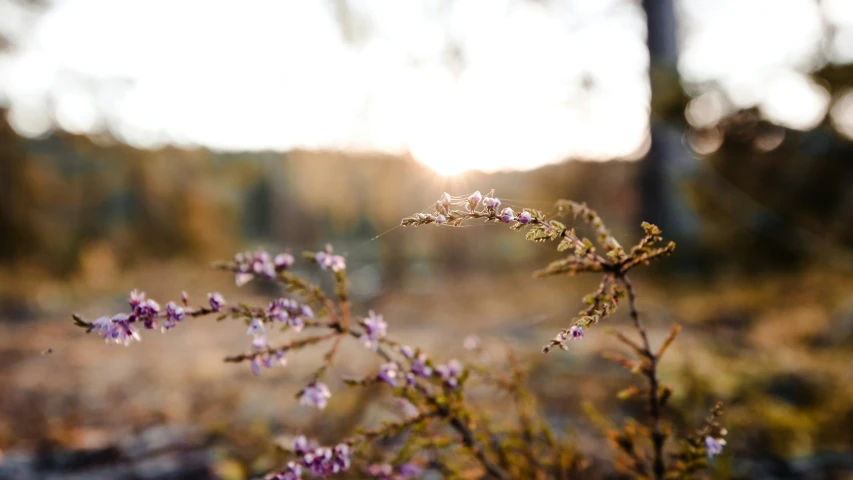 purple flowers with the sun peeking over them