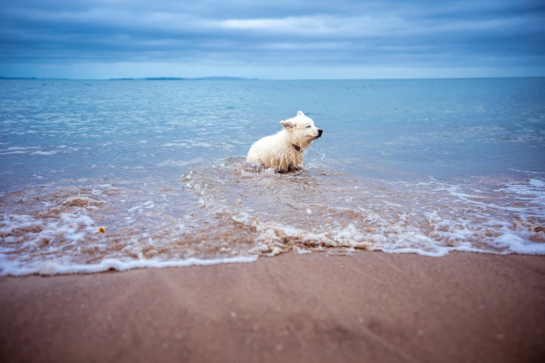 a white dog running through the ocean water