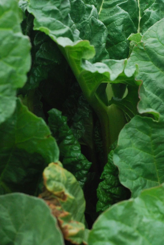 some lettuce plants that are growing in the garden