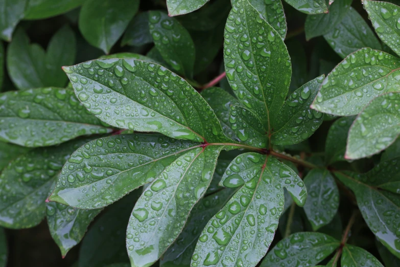 a close up of leaves with water droplets