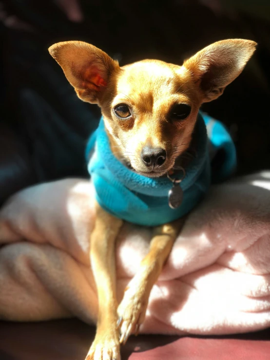 an adorable dog with a blue sweater around it's neck