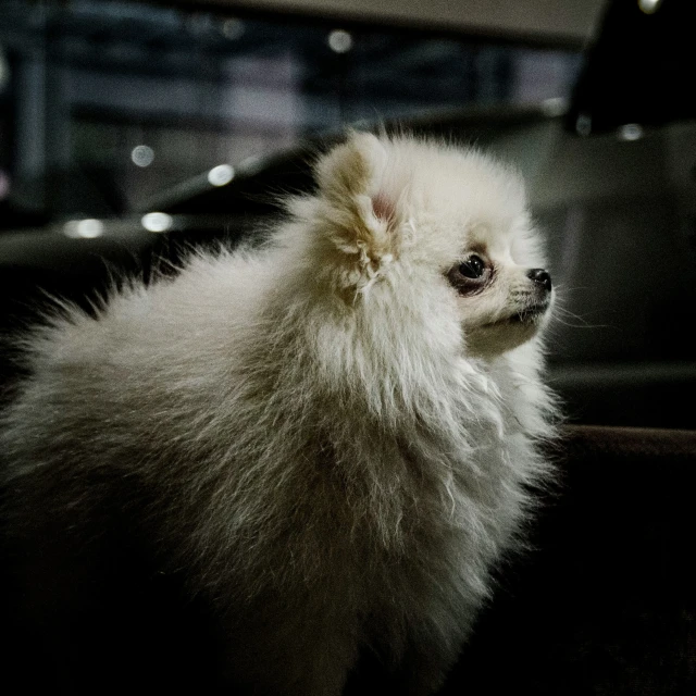 a small white dog sitting inside a car