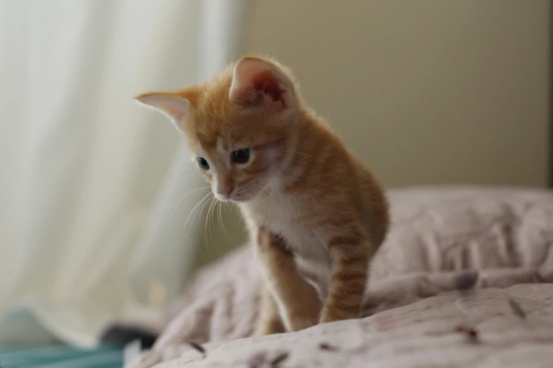 an orange kitten is on a pink bed