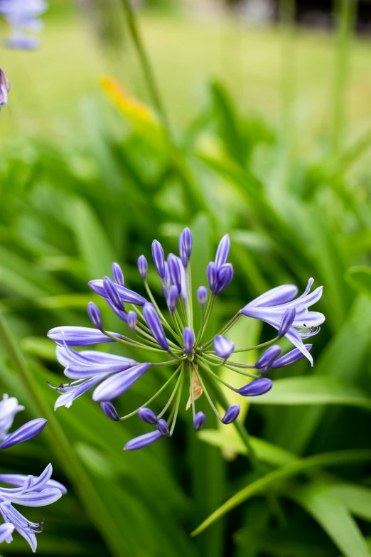 there is some very pretty flowers in the garden