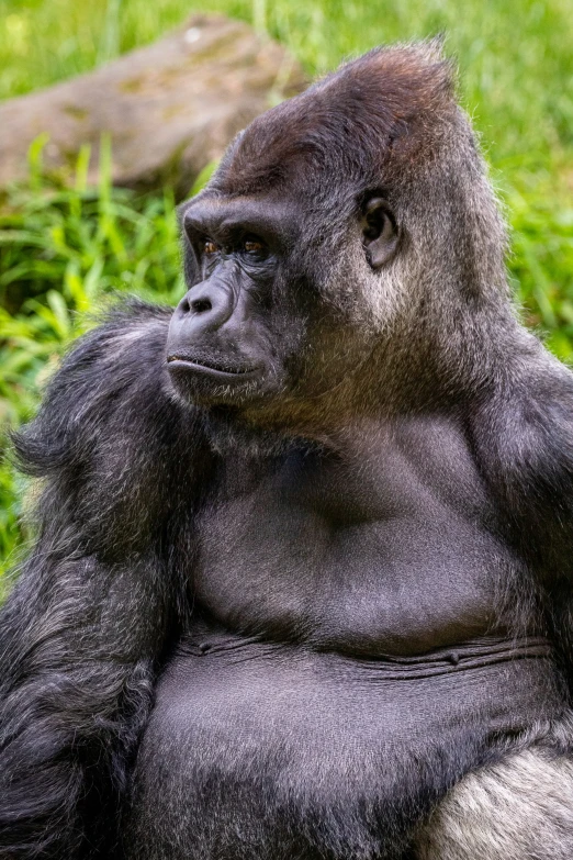 a gorilla with a black and white fur sits on the ground