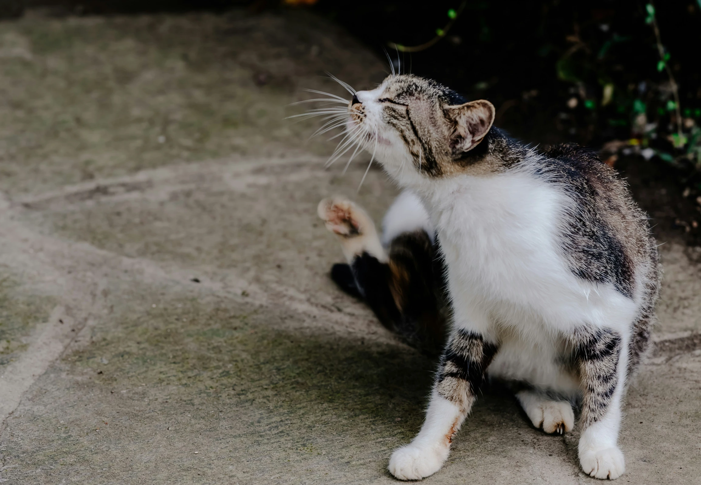 an orange and white cat has it's paws crossed up as it looks up at soing