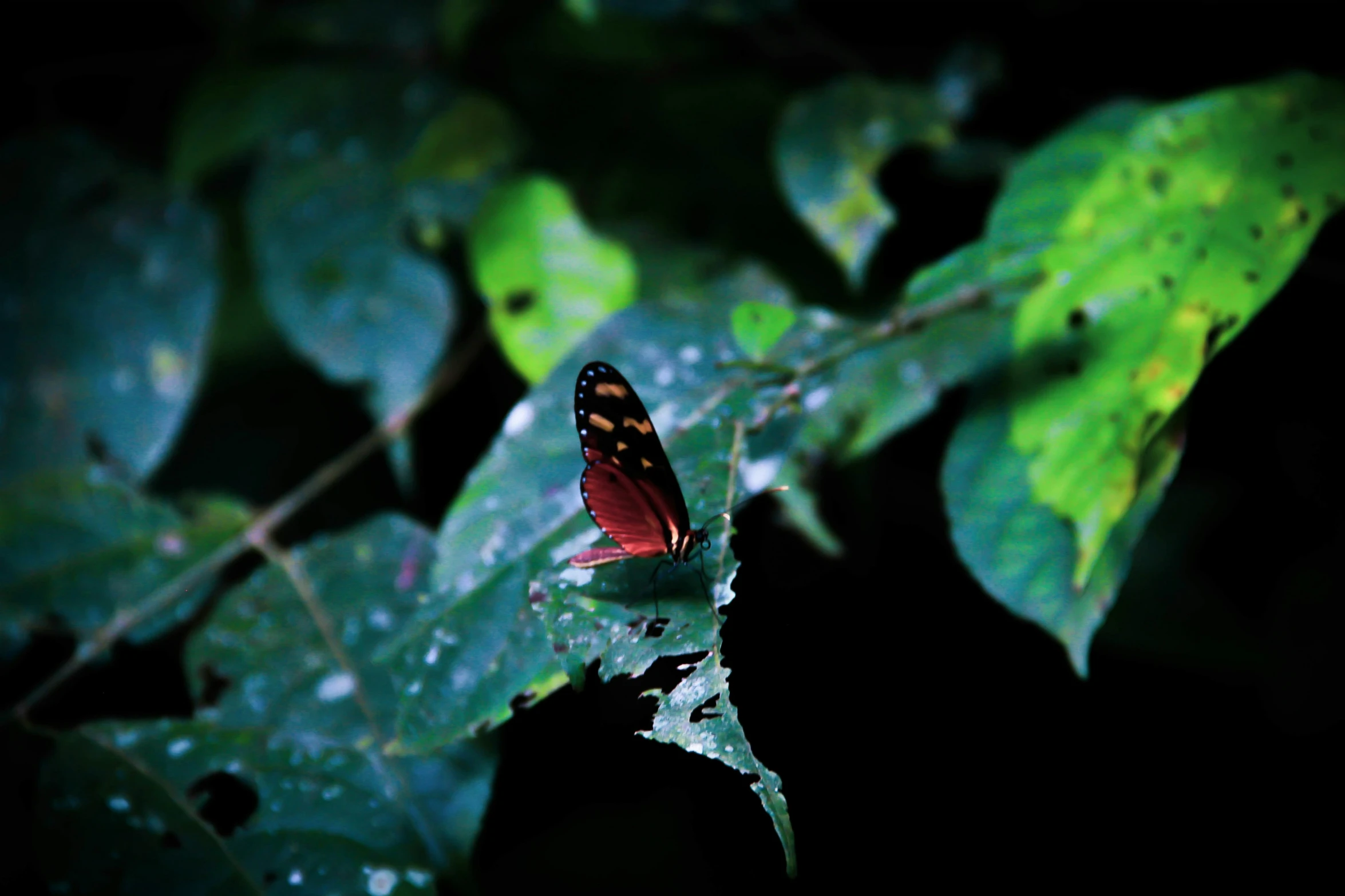 a red erfly on the leaf of a plant