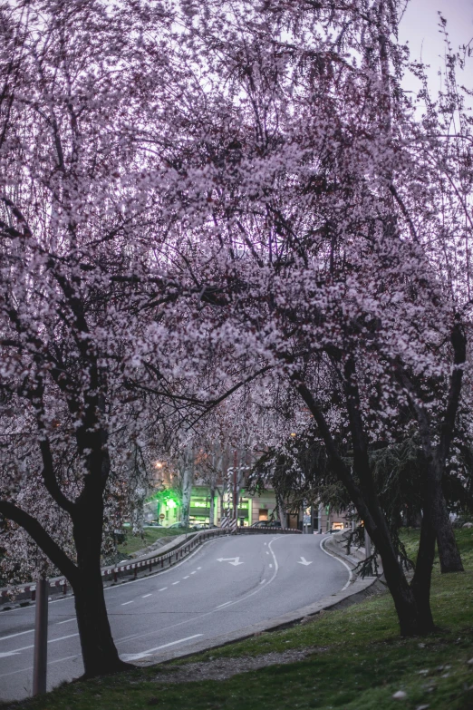 a pink tree with blossoming flowers on the edge of a street