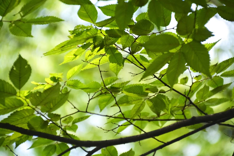 the leaves are green, and the sky is very bright