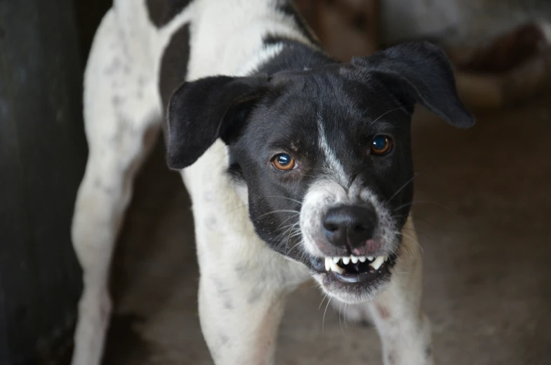 a dog's face with an open mouth and missing teeth