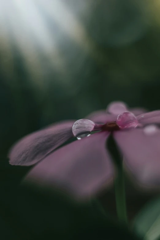 a close up image of a flower with drops of water on it