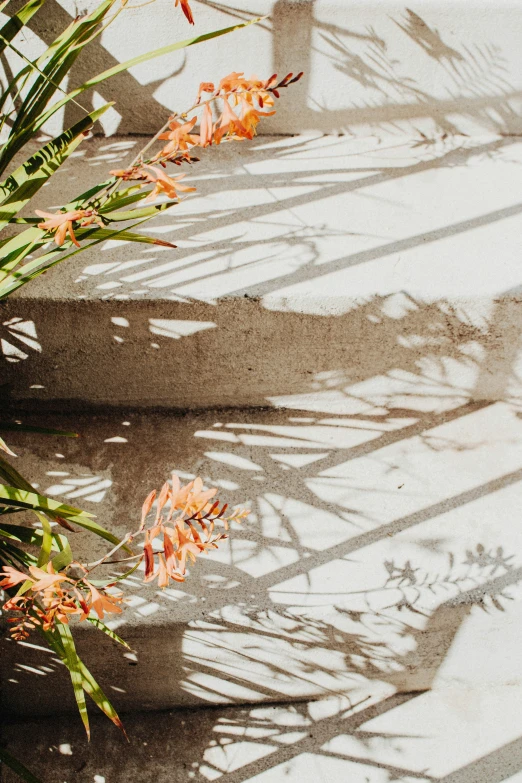 an orange flower casts a shadow on the wall