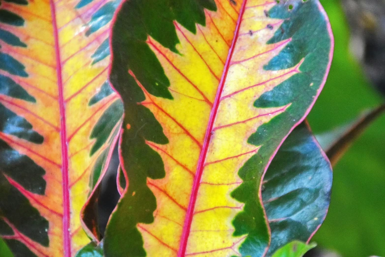 colorful leaves, from the side view of the leaves