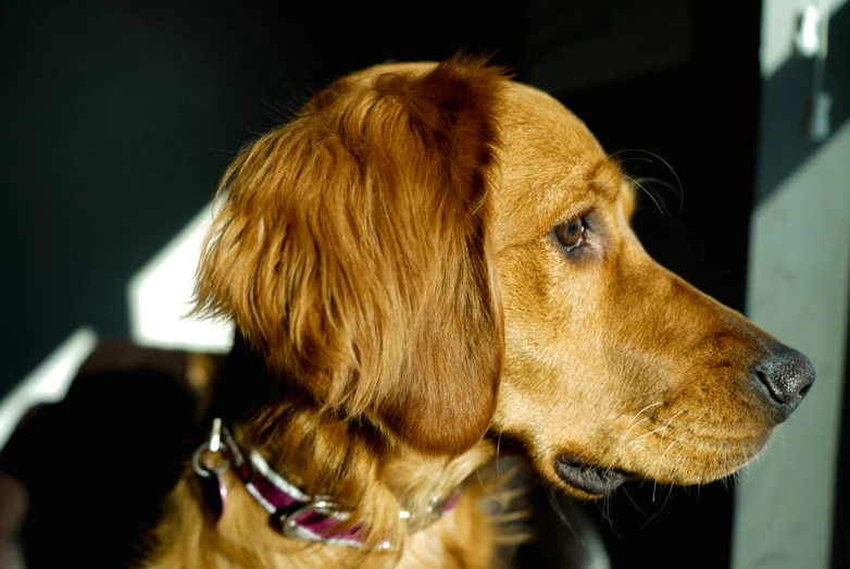 a dog stares off in the distance with a black background