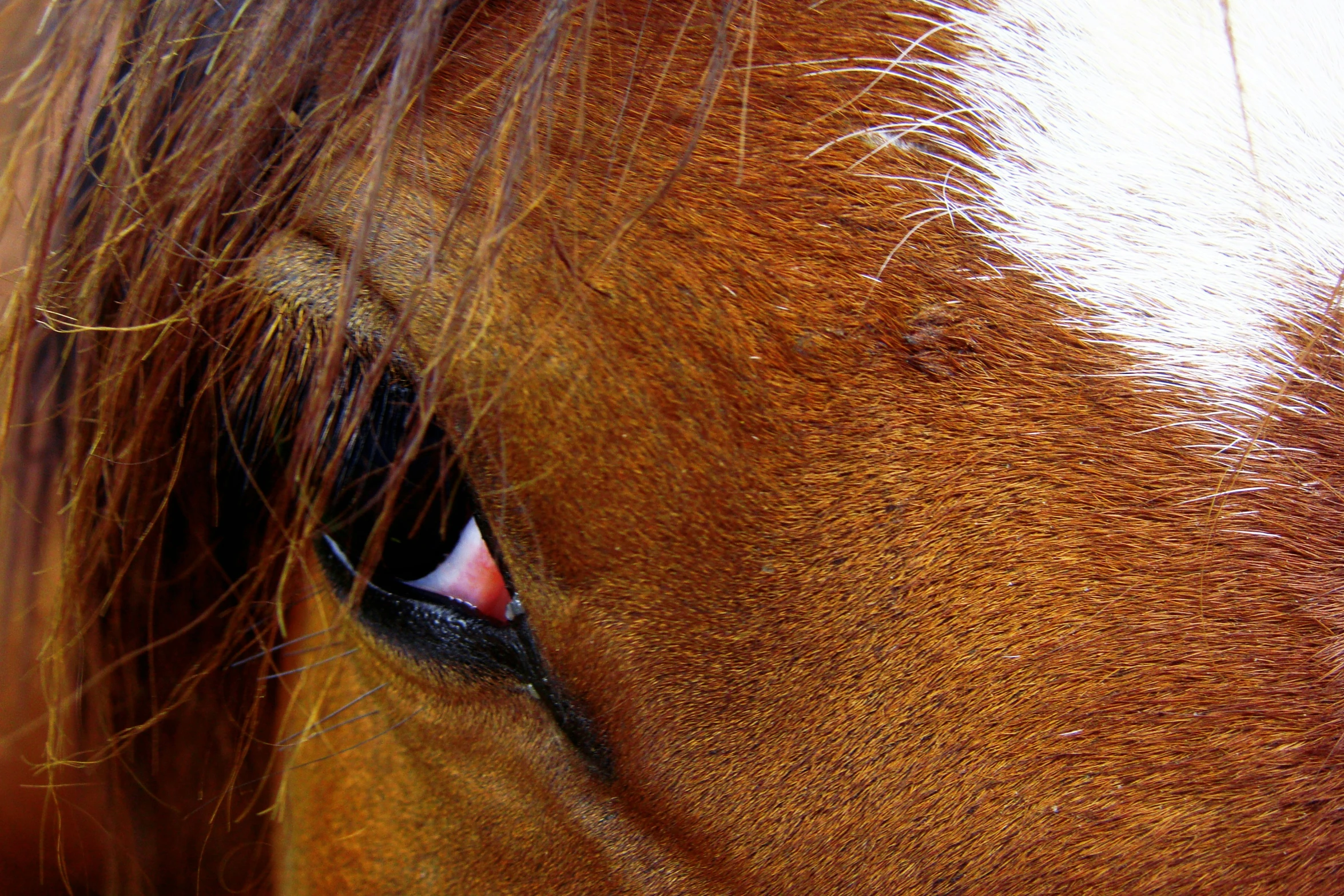 a brown horse has light hair and orange eyes