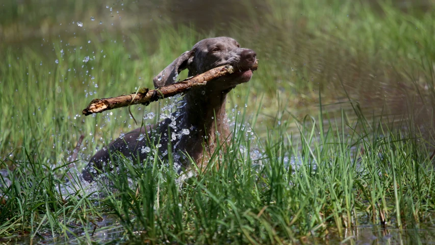 a dog in some water chewing on a stick
