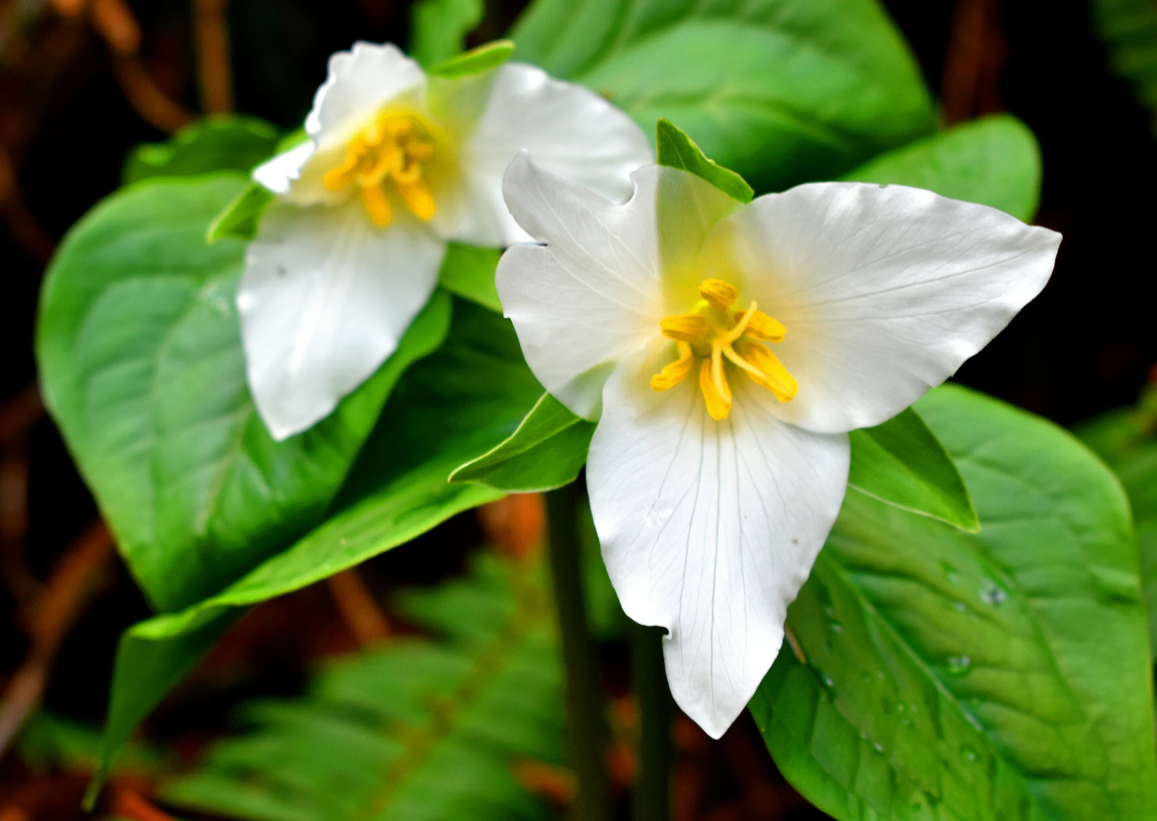 a couple of white flowers on top of green leaves