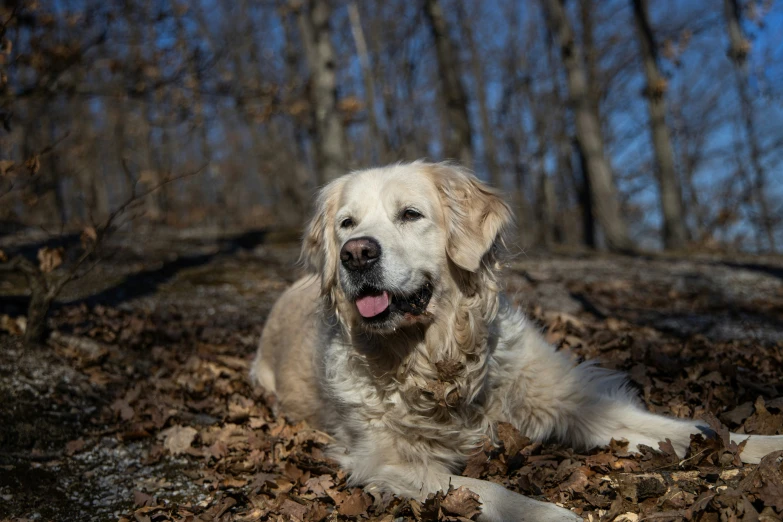 a close up of a dog laying on leaves