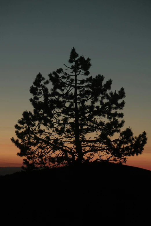 a lone tree is shown at sunset