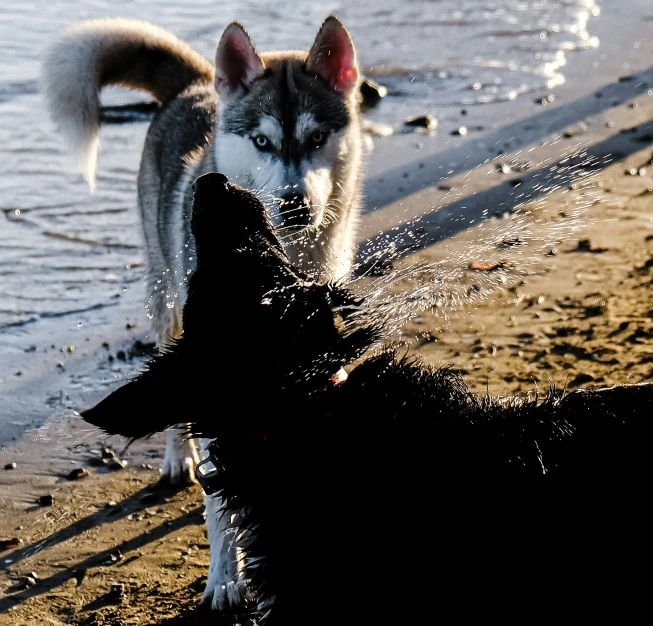 two dogs on the sand of a beach by water