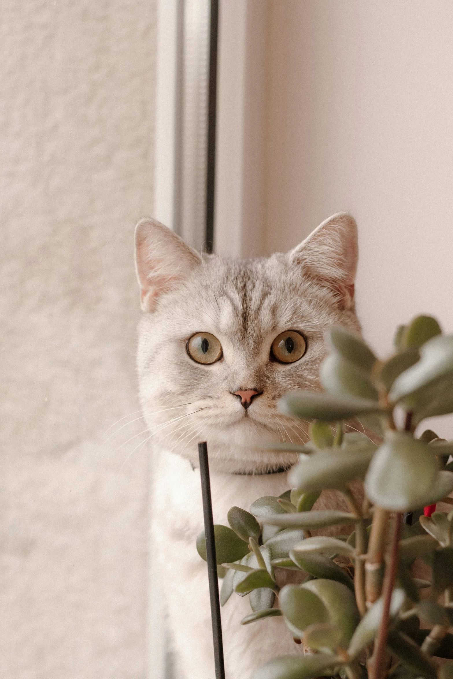 cat sitting next to plant on window ledge