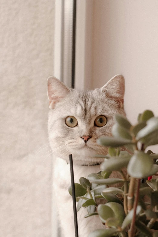 cat sitting next to plant on window ledge