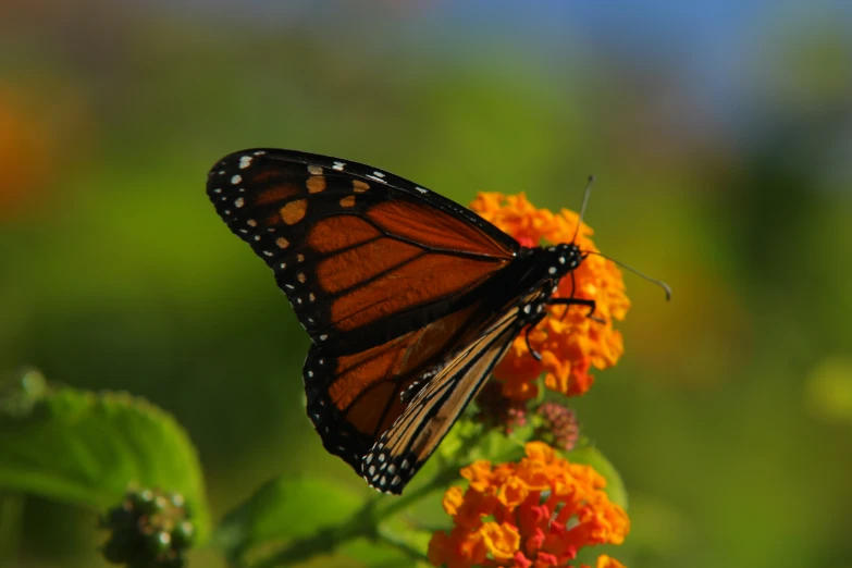 a red and black erfly is perched on an orange flower