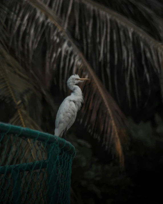 a bird is sitting on top of a fence