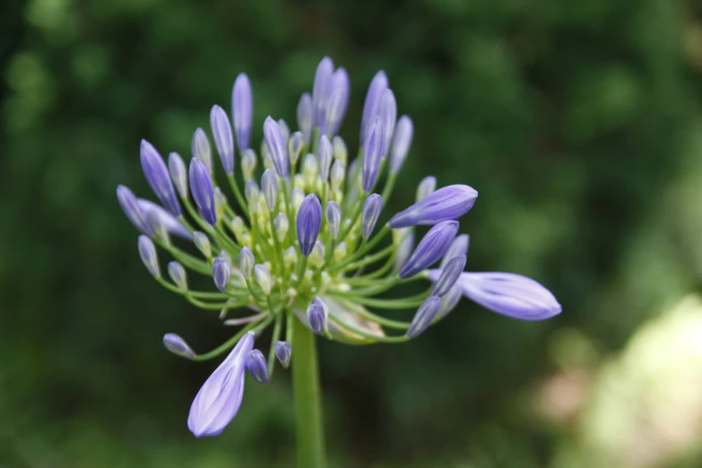 the center flower of a very beautiful flower