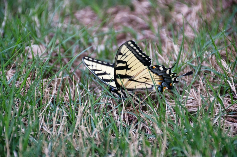 a yellow and black erfly standing on grass