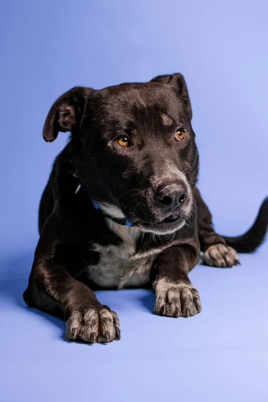 the brown and black dog is posing for the camera