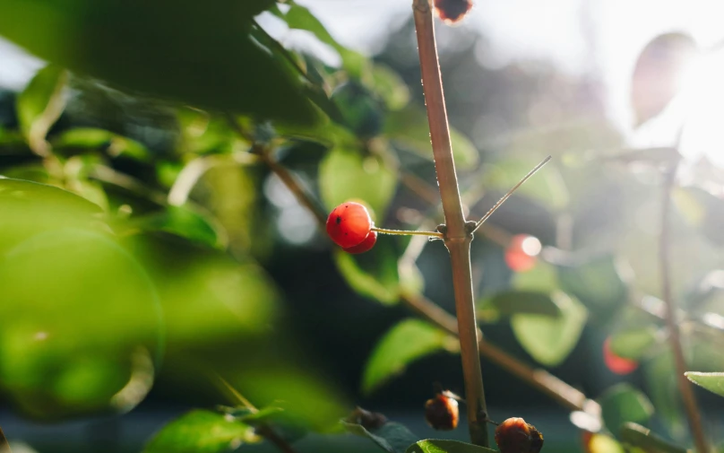 some red berries that are in the nches