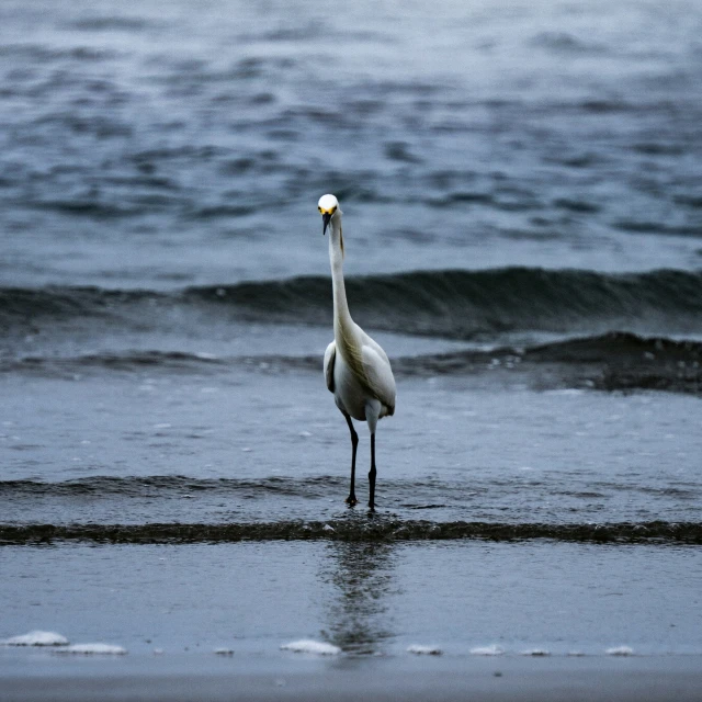 the bird is standing on a wet beach