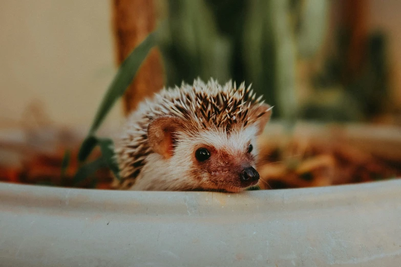 an adorable hedgehog resting in a planter with leaves on the floor