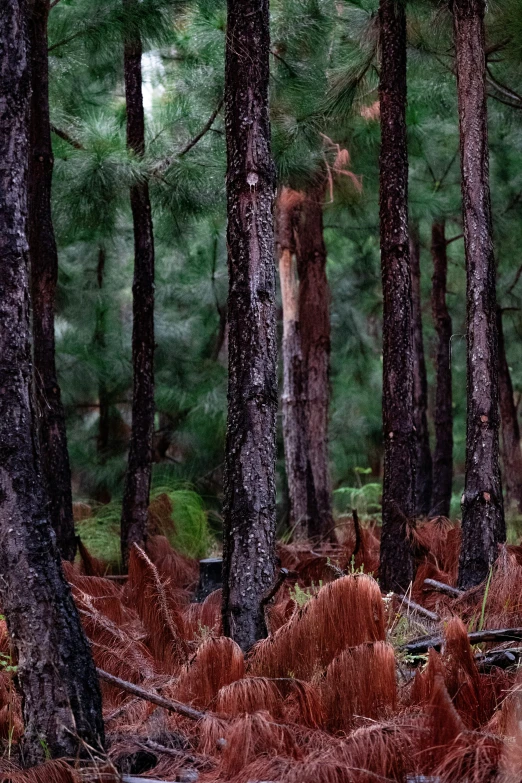 a bear standing in a wooded area surrounded by trees