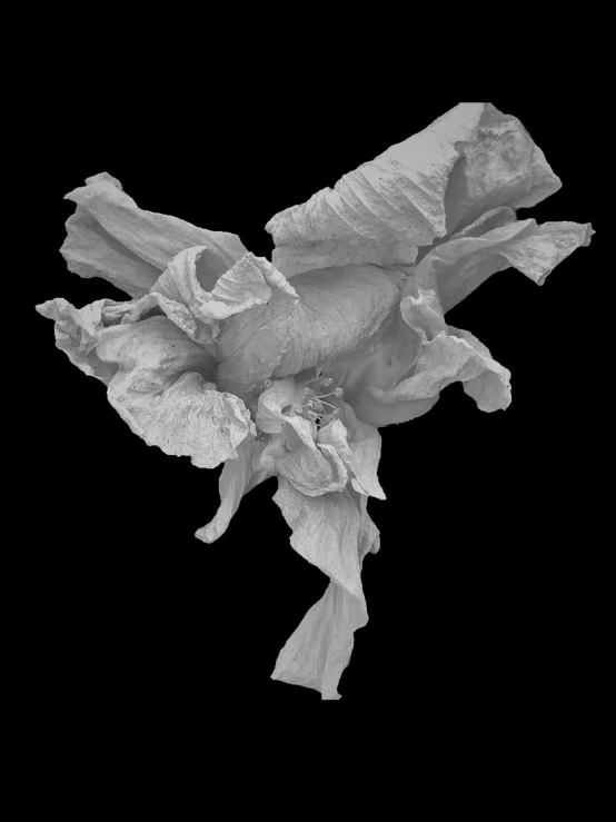 a dried flower with black background