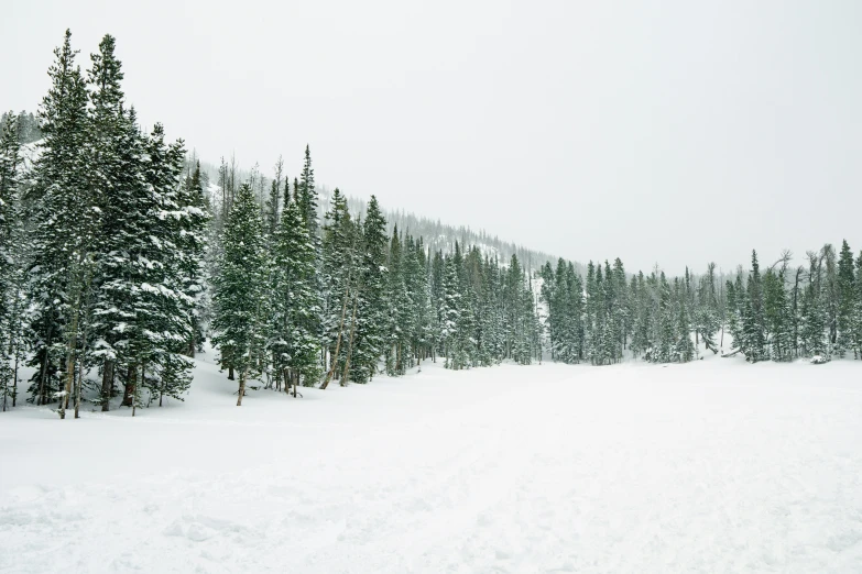 a snowy hill near a group of pine trees