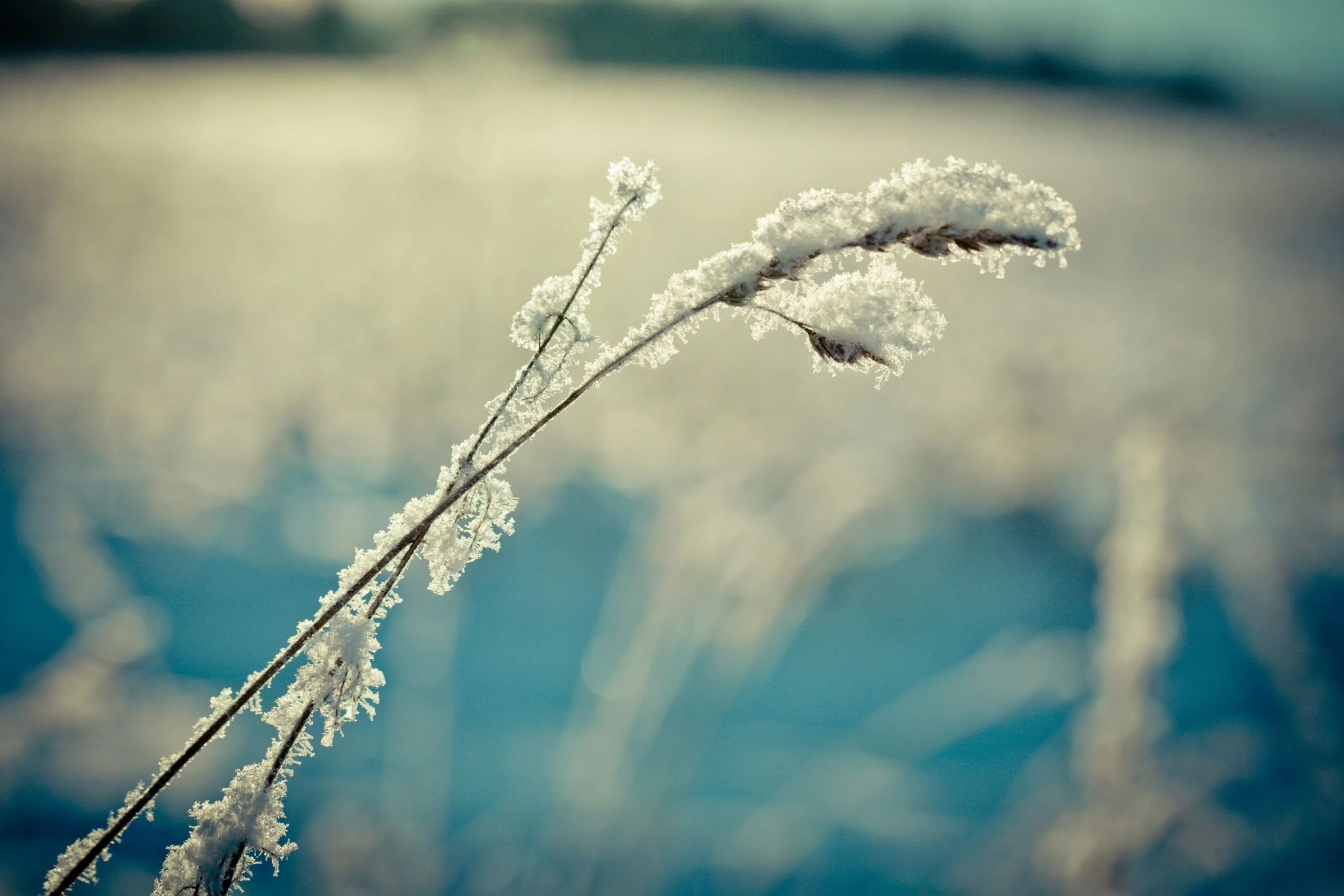 the back end of a winter grass nch