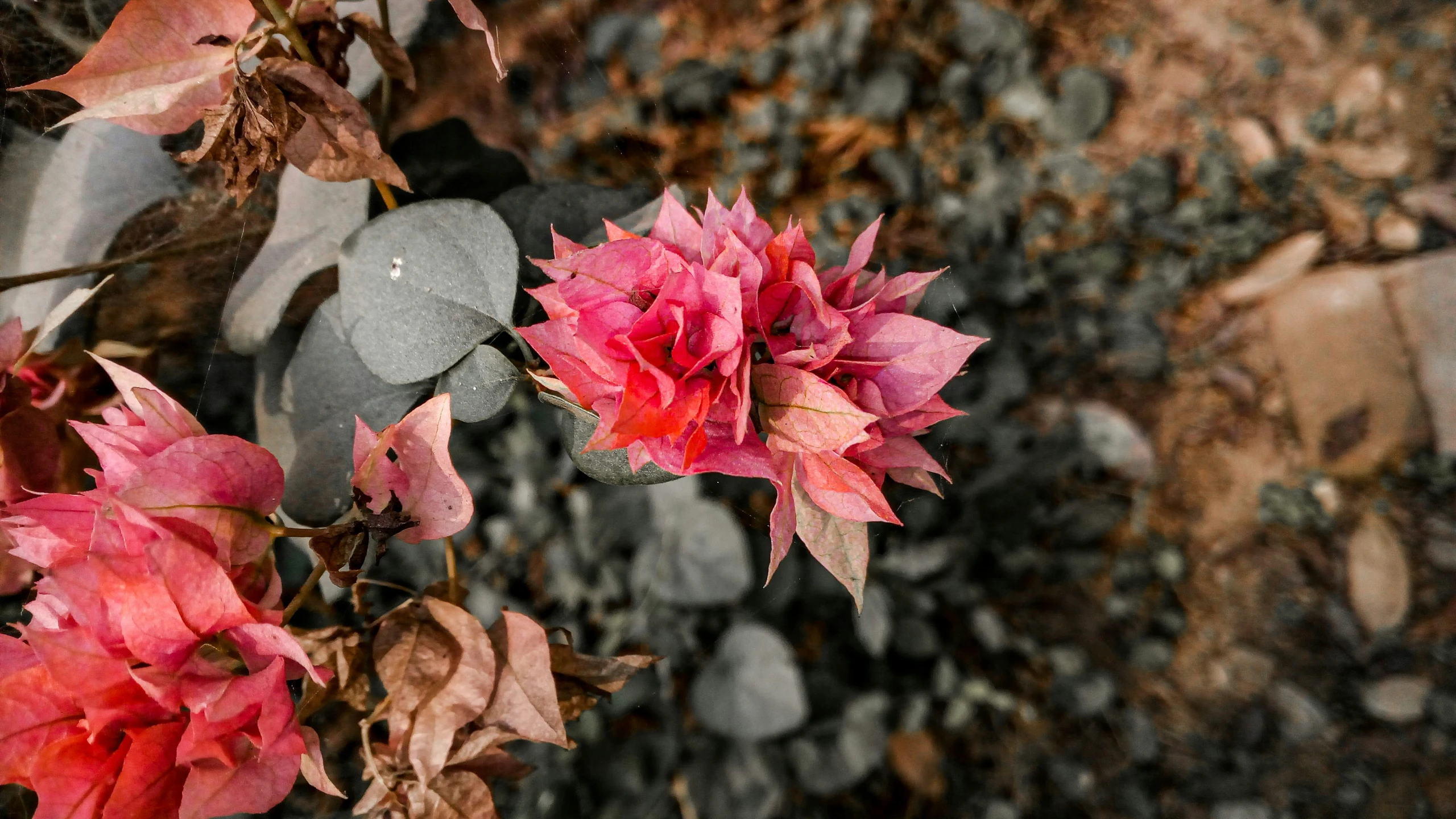 the flowers are pink and orange outside in the fall