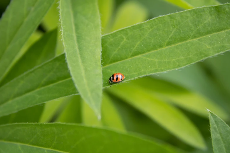 a lady bug sitting on top of a green leaf