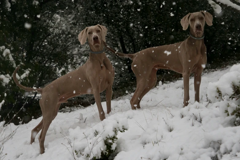 two dogs with leashes are standing in the snow