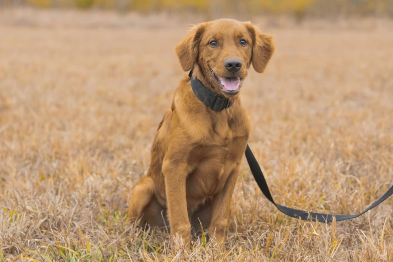 a very cute dog in the grass with a leash