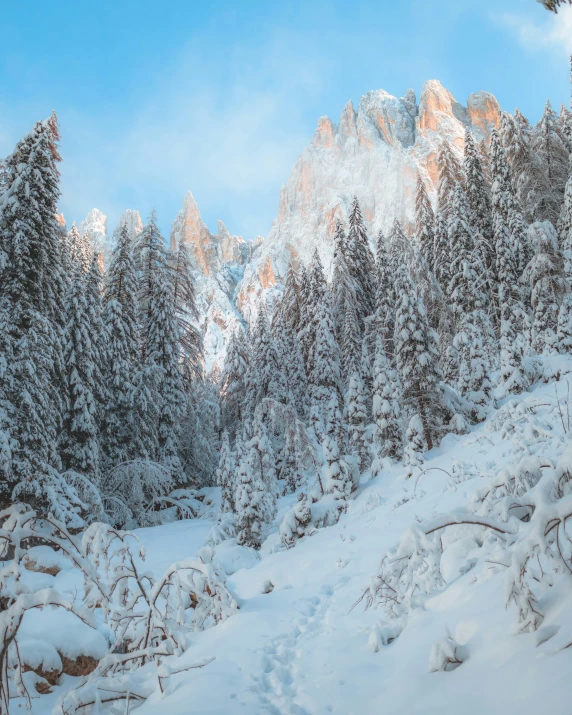 a path with snow on the ground leading up to a large tree