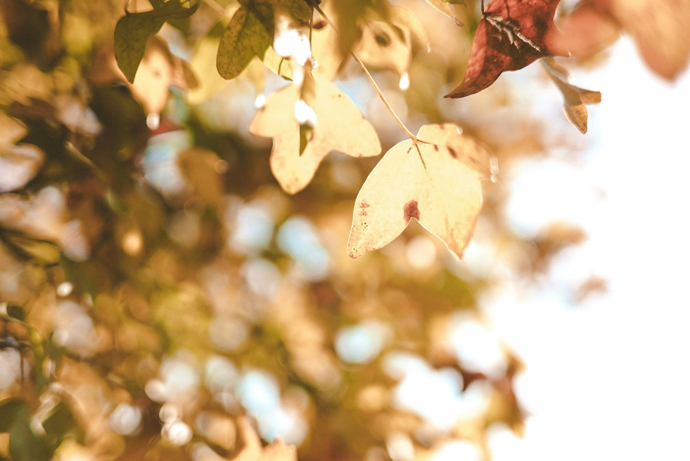 leaves hanging on an autumn nch in the sunlight