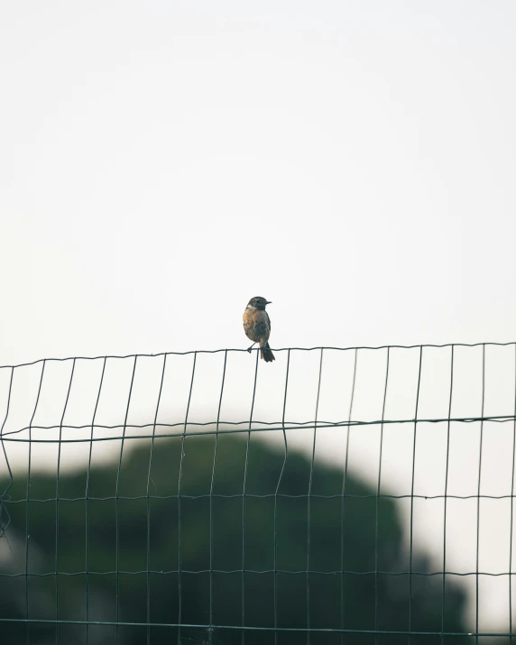 a bird that is sitting on a wire fence