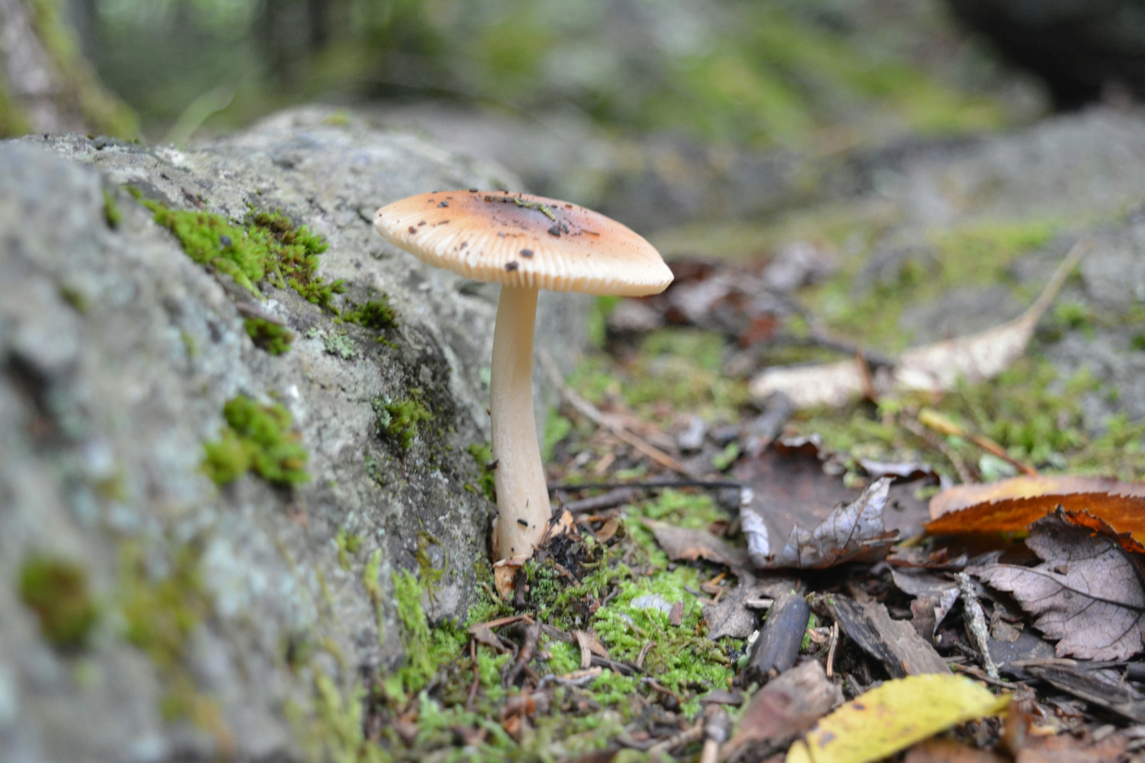 a mushroom sitting on the ground by some moss