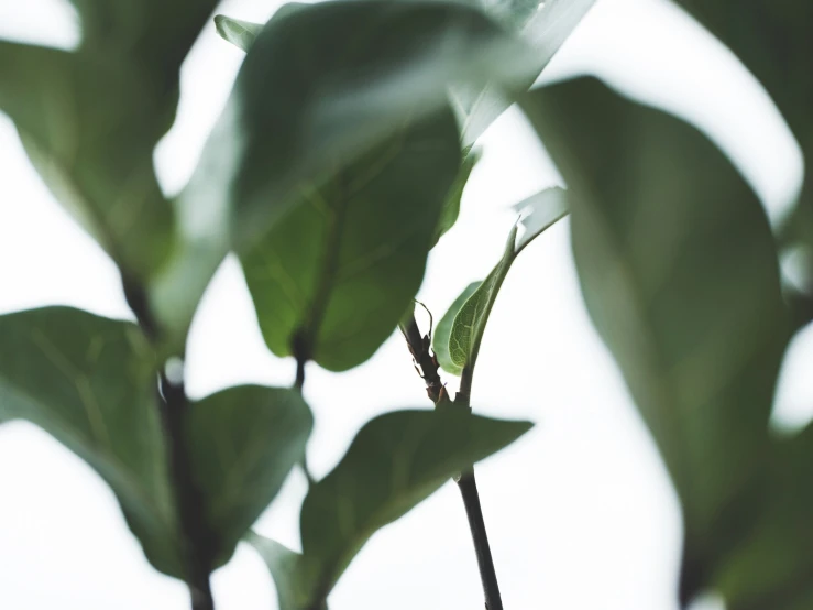 the stem of a plant with many leaves