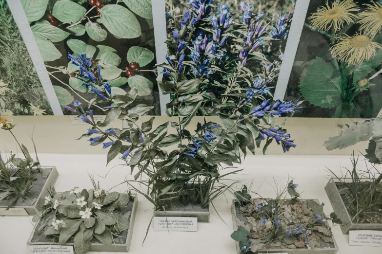 several plant displays on display at a garden show