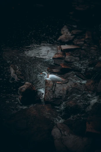 a white bird is standing on the rocks near water
